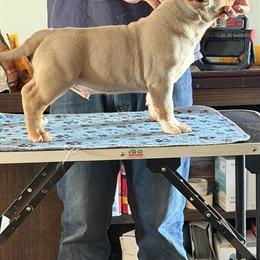 American Bully Lilac Tri Male for Sale in Wewahitchka, fl