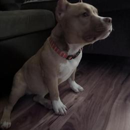 Beautiful Female Pocket Bully for Adoption in Baxter, ky