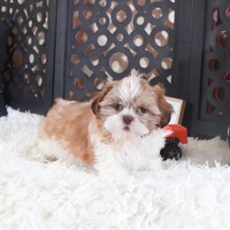 Handsome Male Shih Tzu Puppy Toby Ready for Pickup in Mount Vernon, oh