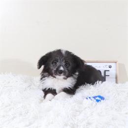 Male Toy Aussiedoodle Puppy Buzz Looking for a Forever Home in Mount Vernon, oh