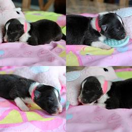 Shetland Sheepdog Puppies Ready Late May to Early June in Gaylord, mi