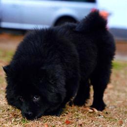 Chow Chow looking for a forever home in Raleigh, nc