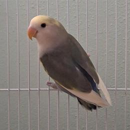 Peachfaced Lovebirds for Adoption in Pensacola, fl