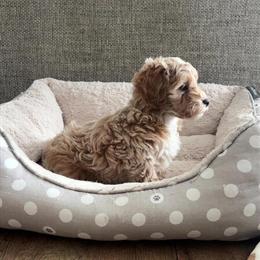 Cockapoo Puppies Available - 2 Females Ready to Go in Sparta, mi