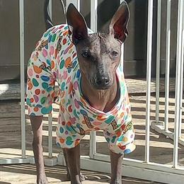 Xoloitzcuintli Male Proven Stud, 3 Years Old in Richmond, in