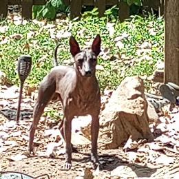 Male Xoloitzcuintli Available Now in Richmond, in