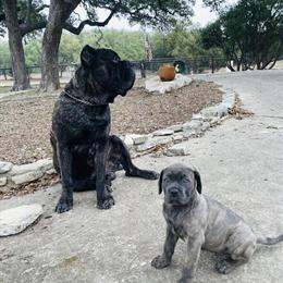 Cane Corso Puppies for Sale in Bulverde, tx