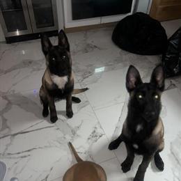 Female Belgian Malinois Puppies for Rehoming in Gary, in