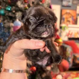 French Bulldog Puppy, Birdie Ready for New Home in Wilkesboro, nc