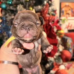 French Bulldog Nellie Looking for a New Home in Wilkesboro, nc
