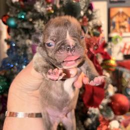 French Bulldog Gus Gus Ready for New Home in Wilkesboro, nc