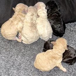 Miniature Poodles Available in Greensboro, nc