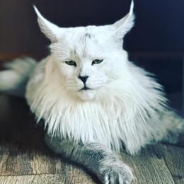 Maine Coon Kittens Available in Middletown, pa