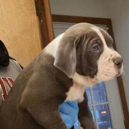 Pitbull Puppies Available - Males and Females in New York, ny