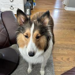 Female Shetland Sheepdog - AKC Registered in Youngstown, oh