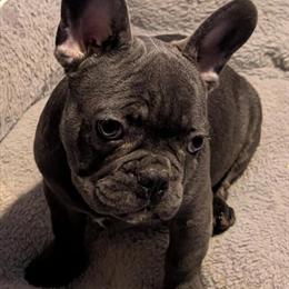 Male French Bulldog Available for Adoption in Bellefontaine, oh