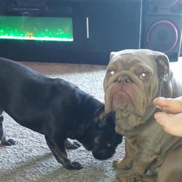 Male Black Tri French Bulldog Available in Bellefontaine, oh