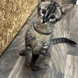 Savannah SBT Kittens Available - Exotic Hybrid in Ann Arbor, mi
