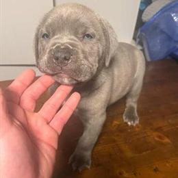 Hybrid Mastiff Mix Cane Corso / English Mastiff Puppies for Rehoming in White Plains, ny