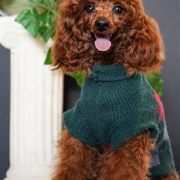 Professional Pet Photography Services in Columbus, oh