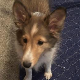 Shetland Sheepdog Puppy - 16 Weeks Old, AKC Registered in Youngstown, oh