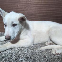 Beautiful White Female Puppy Available for Adoption in Manchester, ia