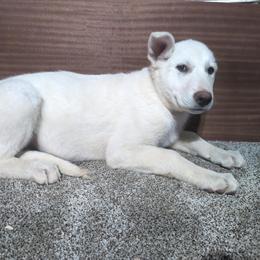 White Female Puppy Available for Adoption in Manchester, ia