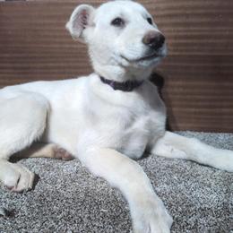 White Female Puppy with Purple/White Collar in Manchester, ia