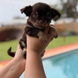 Chihuahua Puppies for Adoption in Hollywood, fl