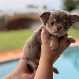Chihuahua Puppies Available in Hollywood, fl