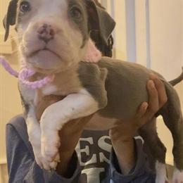 American Bully Puppies Ready for Forever Homes in Flint, mi