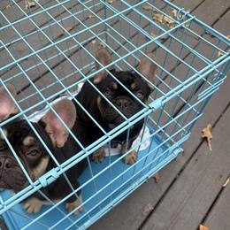 Male French Bulldog Puppies, AKC Registered, 16 Weeks Old in Waldorf, md