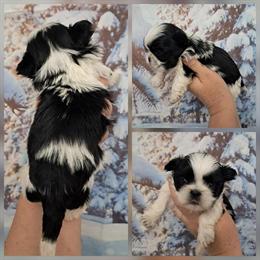 Shih Tzu Puppies for Sale - 2 Males Available in Rockford, il