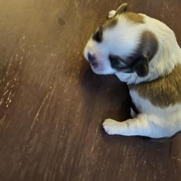Shih Tzu Puppy Ready for a New Home in Warren, mi