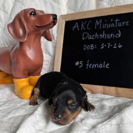 Miniature Dachshund Puppies Ready for Forever Homes in Sturgis, mi
