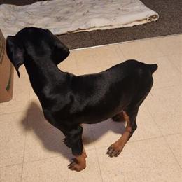 Female Doberman Puppy Looking for a Forever Home in Louisville, oh
