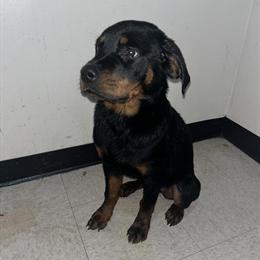 Rottweiler puppies available, male with papers and female without in Sandusky, oh