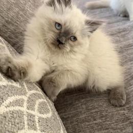 Ragdoll Kittens - 2 Male Kittens Available Now in Westland, mi