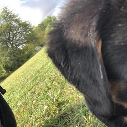 Rottweiler Puppy for Adoption in Sandusky, oh