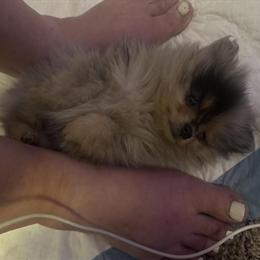 Blue Merle Female Pomeranian with Blue Eyes in Sacramento, ca