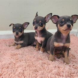 Chihuahua Puppies Available in Jacksonville, fl