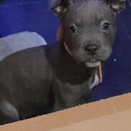 Bully Puppy for Adoption in Birdsboro, pa