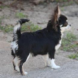 Chihuahua ready for a forever home in Spring Hill, fl