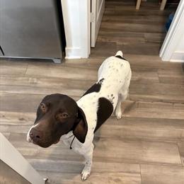 German Shorthaired Pointer - 8 Months Old Female in Westfield, in