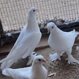 White Tumblers for Sale in Phoenix, az