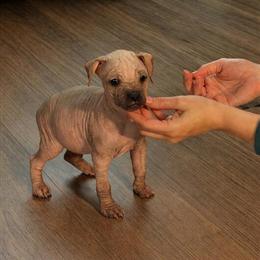 Male 10-Week-Old Chinese Crested Hairless Chihuahua in Portsmouth, oh