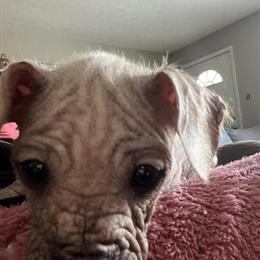 Chinese Crested Puppy - 11 Weeks Old, Playful and Litter Box Trained in Portsmouth, oh