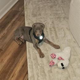 Doberman Pinscher Puppy for Sale in Kalamazoo, mi
