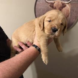 Female Golden Retriever Puppy Ready for a New Home in Somerset, ky