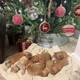 Golden Retriever Puppies Ready for New Homes in Somerset, ky